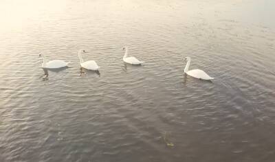 Несколько лебедей поселились на озере около ТЭЦ-1 в Тюмени