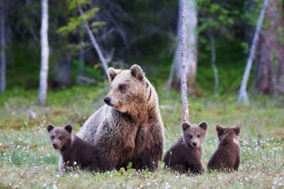 Комитет по природопользованию принял решение не убивать медведей в деревне Конново