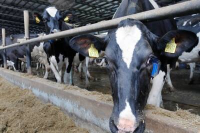 Дагестанские фермеры получат господдержку на содержание молочного стада