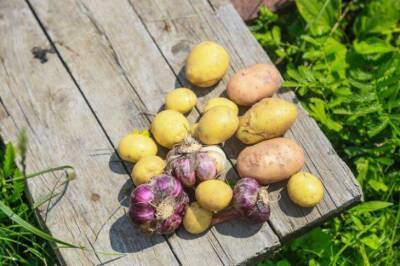 Что добавляют в лунку при посадке картофеля, чтобы избавиться от проволочника навсегда: деревенский секрет