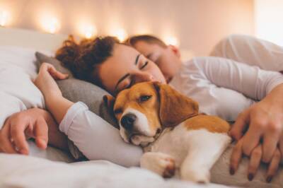 Сон в одной кровати с домашними животными: чем это опасно для здоровья - Русская семерка