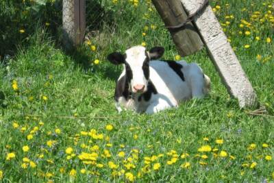 Коровы в Тульской области отличились суточным надоем молока