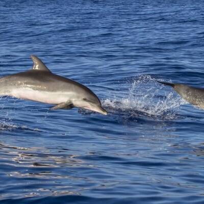 Около 20 дельфинов выбросились на берег на острове Нуармуатье на северо-западе Франции