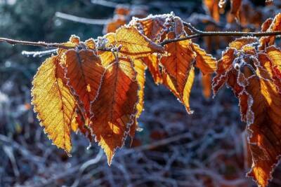 11 ноября в Белгородской области похолодает до 9 градусов мороза