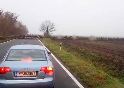 «Бесконечное» стадо оленей удивило водителей в Венгрии: видео