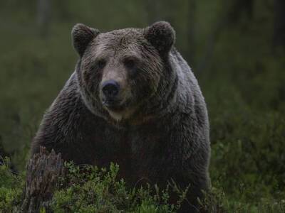 В Приморье женщина спаслась бегством от диких медведей (видео)