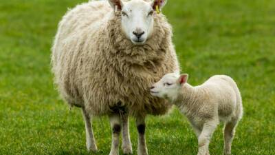 Аврамий Овчар: 11 ноября нельзя надевать вещи из овечьей шерсти. Приметы и поверья