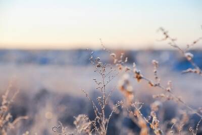 В Астрахани ожидаются ночные заморозки до -4 градусов
