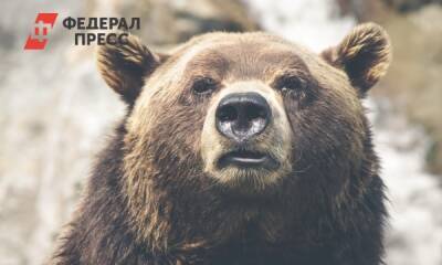 Во Владивостоке женщина чудом спаслась от диких медведей