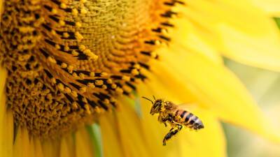Ученые узнали об истошных криках пчел во время нападения «шершней-убийц»