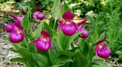 Как вырастить настоящие орхидеи в собственном саду: все о посадке венериных башмачоков или ципрепедиумов