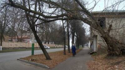 На улице Лермонтова над тротуаром опасно наклонилось дерево - penzainform.ru