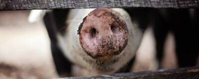 Псковских свиноводов подозревают в сокрытии вспышки АЧС в течение двух месяцев