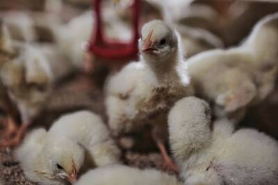 Россельхознадзор отказал одной из челябинских птицефабрик в экспорте яиц