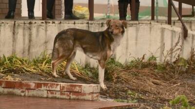В Пензе приют для бездомных собак предложили увеличить вдвое