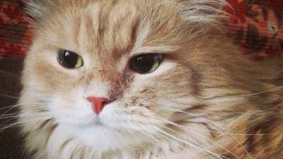 Ученые: Коты могут мысленно определять местоположение хозяев по голосу