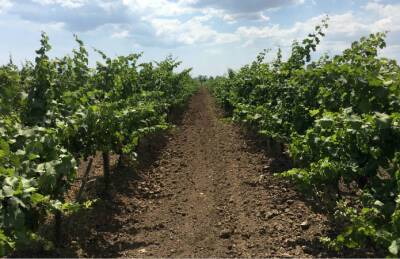 Законопроект об аренде земель под виноградники прошел аграрный комитет