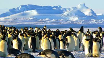 Пингвины-гиганты: когда они жили и как выглядели