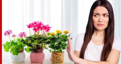 Опасность в доме: какие комнатные растения могут вызывать аллергию
