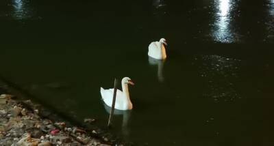 Лебедей в Сормовском парке отправили за зимовку