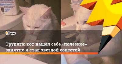 Трудяга: кот нашел себе «полезное» занятие и стал звездой соцсетей