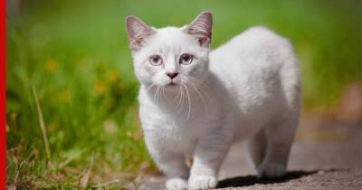Милые и необычные: самые маленькие породы кошек в мире