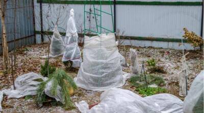 Зимнее укрытие клематисов: как обрезать и укрыть растения на зиму