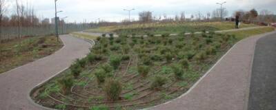 В Ростове парк «Первая миля» планируют соединить с Ботаническим садом