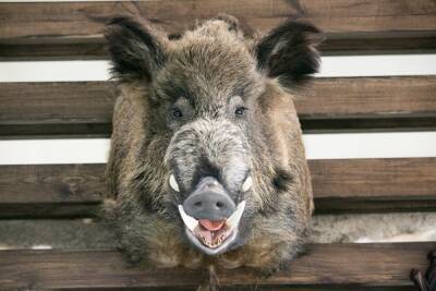 Свердловское правительство ввело ЧС по чуме свиней еще в четырех территориях области