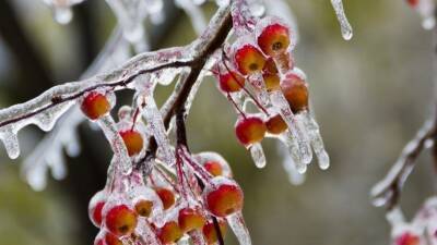 Метеоролог Роман Вильфанд о ледяных дождях: «Это эфемерное понятие»