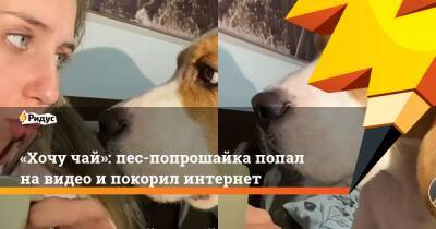«Хочу чай»: пес-попрошайка попал на видео и покорил интернет