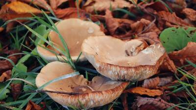 В Воронежской области четырёхлетние двойняшки погибли от отравления грибами