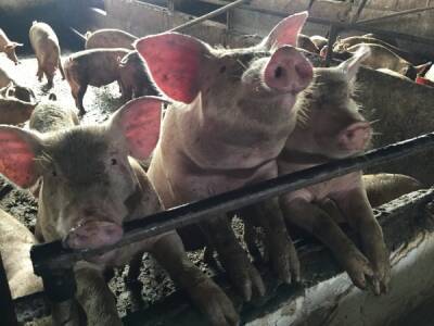 Четыре крупных свинокомплекса оказались в зоне действия ЧС из-за африканской чумы в Свердловской области