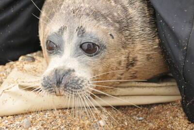В Астраханской области будут отслеживать перемещения тюленей по Каспийскому морю.