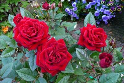 Как правильно отправить садовые розы на зимовку