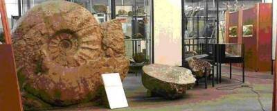 Названа причина огромных размеров древних моллюсков аммонитов