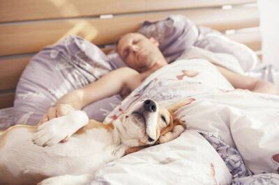 Специалисты раскрыли плюсы и минусы совместного сна с животными