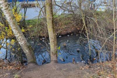 Заваленный мусором пруд с утками на Завеличье очистят после жалобы псковича