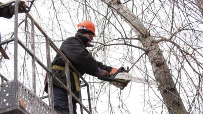 Сухие деревья вырубят и кронируют в Дзержинске