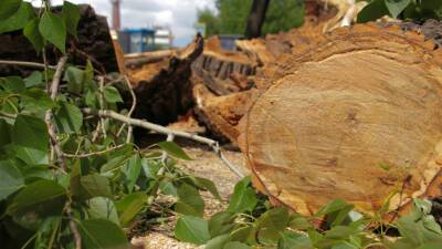 Повреждены автомобили, повалены деревья: в Баку устраняют последствия сильного ветра