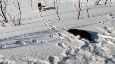 Песик Оскар обожает снег и умеет развлекаться – забавное видео!