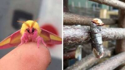 Удивительные фотографии насекомых