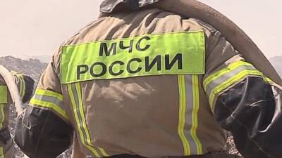 В Ростовской области сотрудник МЧС открыл стрельбу по бездомным собакам
