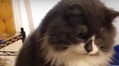 Девушка хотела проверить кота-помощника, но питомец одним движением удивил YouTube (Видео)