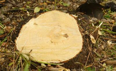 Дело о варварской вырубке 56 многолетних деревьев в Акташе передано в прокуратуру. Ущерб оценили в 288 млн сумов