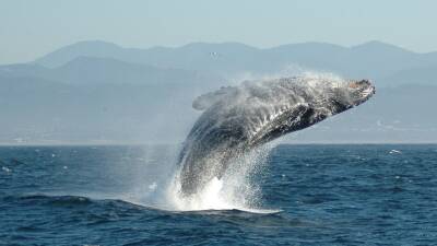 Океанологи открыли новый вид глубоководных китов