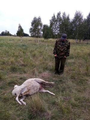 Жители одной из курганских деревень жалуются на волков, задравших несколько овец
