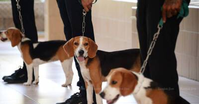 Заключенным в Азии разрешат заводить собак в тюрьмах