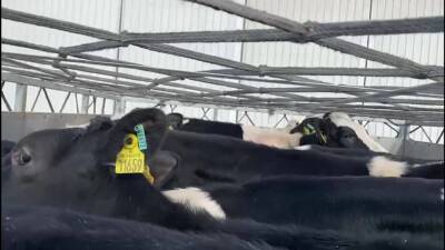 Для "Грин Агро-Сахалин" опять привезли коров из Дании