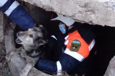 В Башкирии спасатели вытащили из колодца собаку